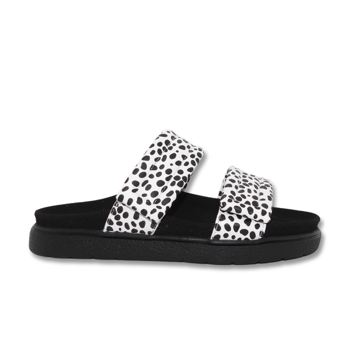 IVY Z  DOWN DALMATIAN