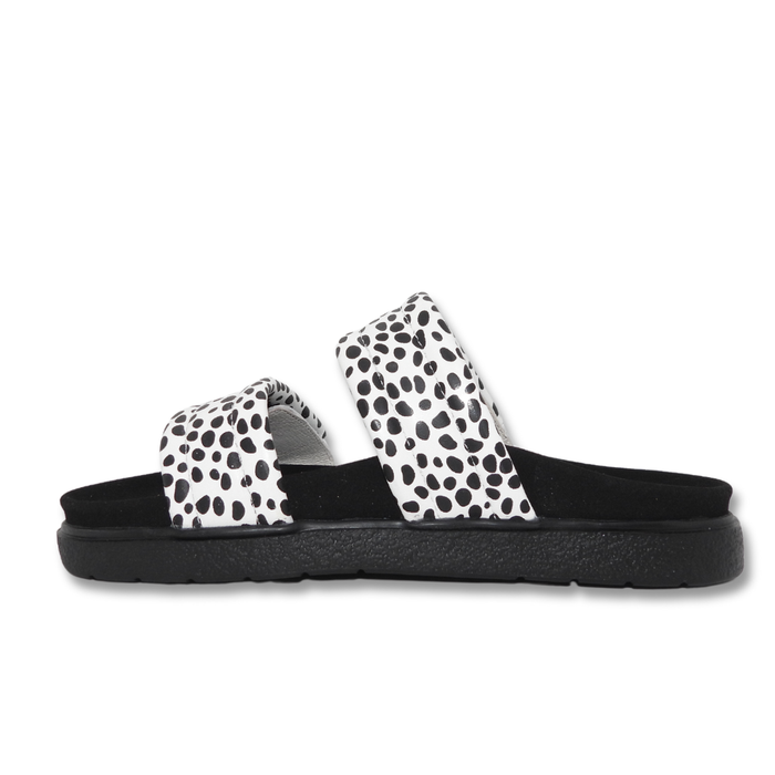 IVY Z  DOWN DALMATIAN