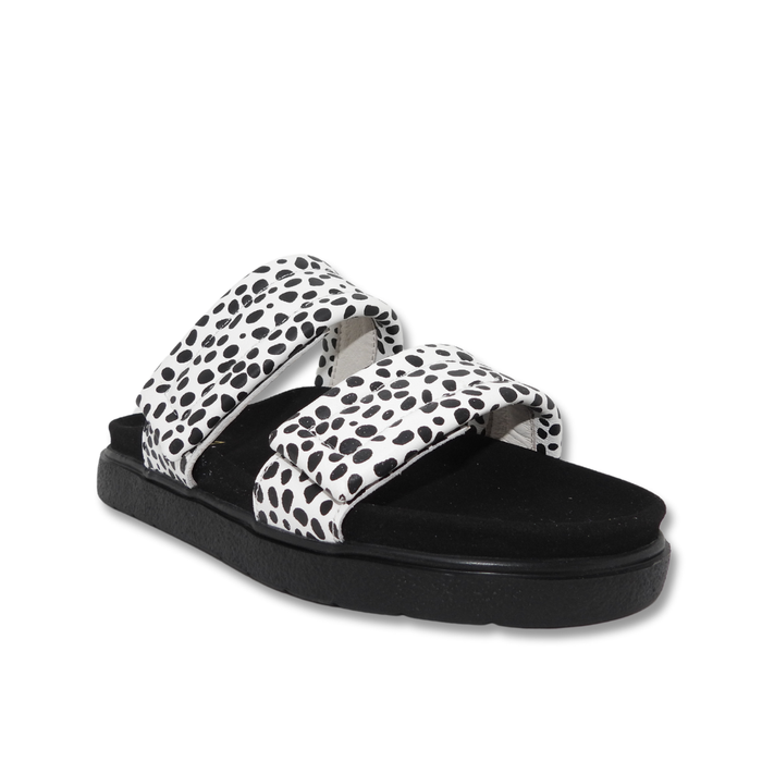 IVY Z  DOWN DALMATIAN